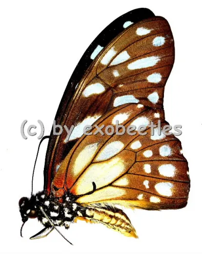 Graphium leonidas