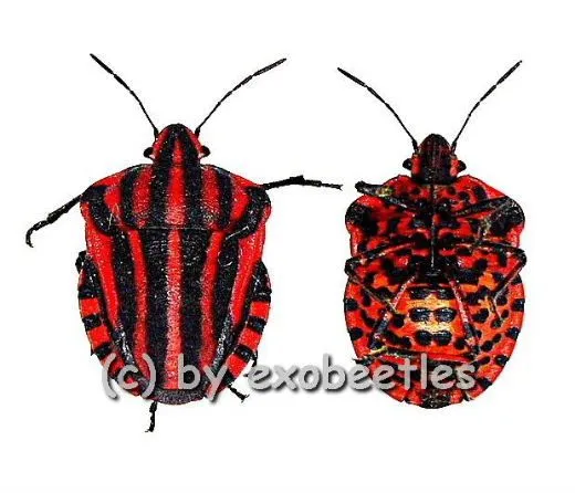 10 x Graphosoma lineatum