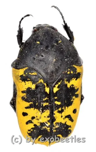 Gymnetis flavomarginata ( 15 – 24 )