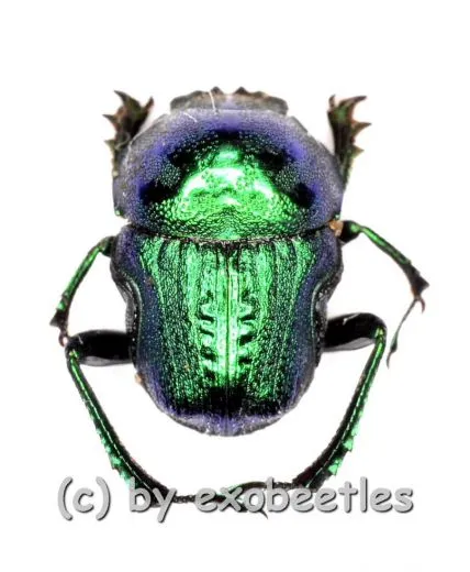 Gymnopleurus fulgidus ( grüne var. ) A2