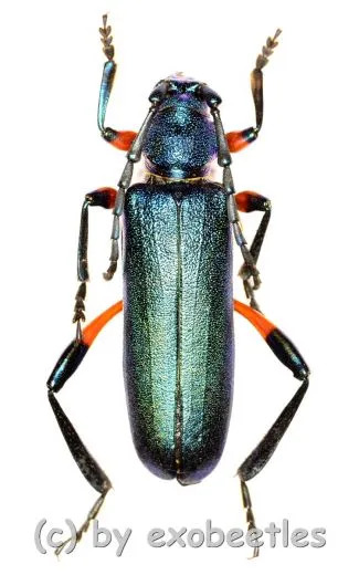 Hadromastrix ruficrus ( 30 - 34 ) A2