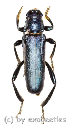 Hadromastrix spec. ( 30 - 34 )
