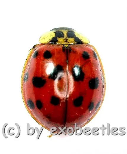 Harmonia axyridis ( Marienkäfer ) ( Mix )