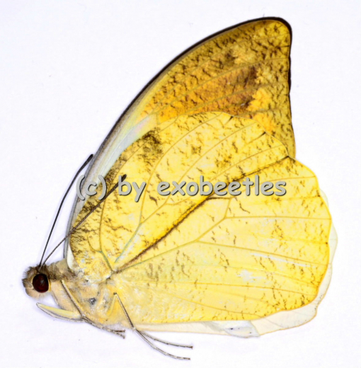 Hebomoia glaucippe celebensis