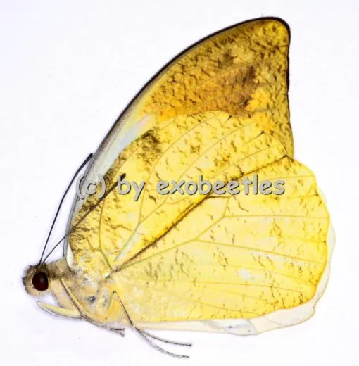 Hebomoia glaucippe celebensis