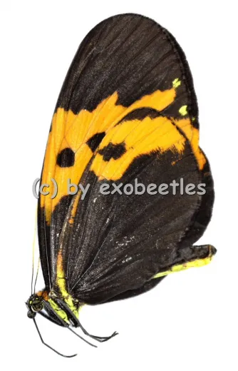 Heliconius numata