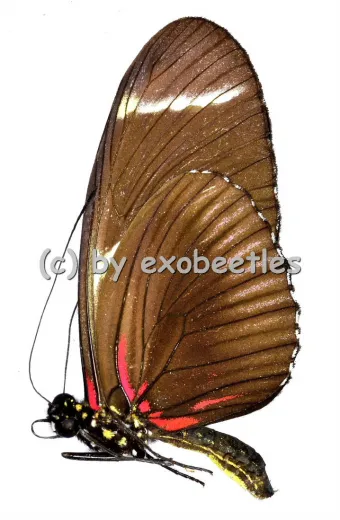 Heliconius sara thamar