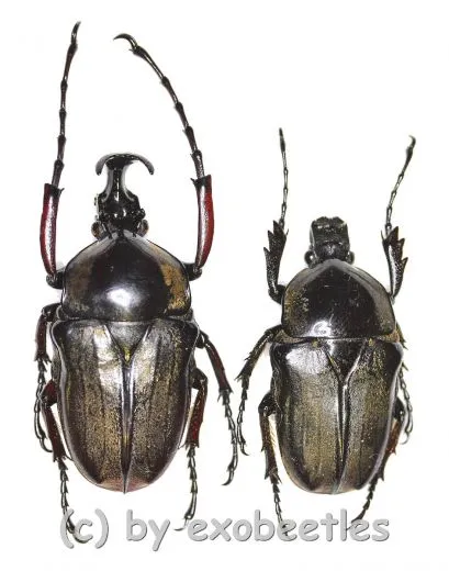 Herculaisia melaleuca ( M 35 - 39 )