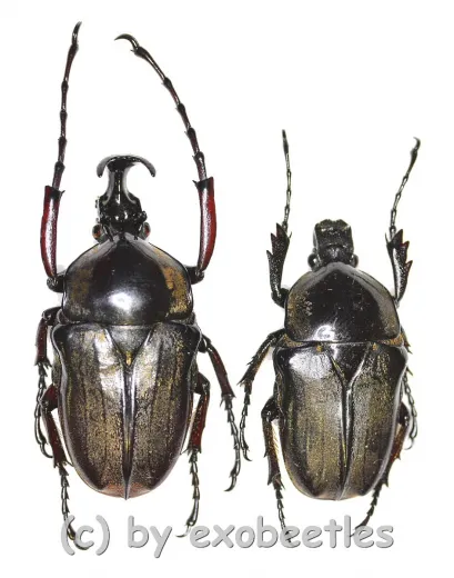 Herculaisia melaleuca ( M 35 - 39 )