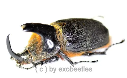 Heterogomphus schoenherri ( 55 – 59 )