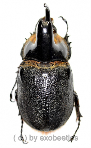 Heterogomphus schoenherri ( 55 – 59 )