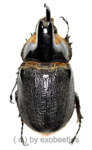 Heterogomphus schoenherri ( 55 – 59 )