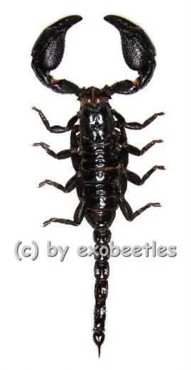 Heterometrus ( Javanimetrus ) cyaneus
