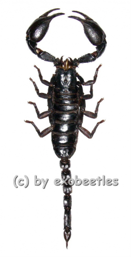 Heterometrus laoticus ( 100 – 104 ) A1-