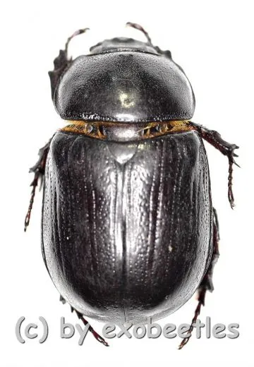 Heteronychus spec. ( 20 – 29 )