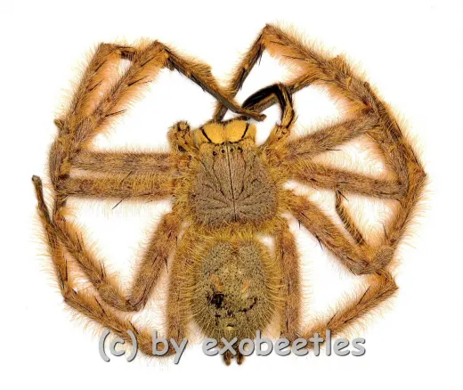 Heteropoda davidbowie ( Huntsman Spider ) ( Big )