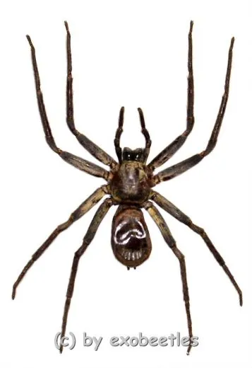 Heteropoda spec. #4 ( black Thailand Huntsman Spider )