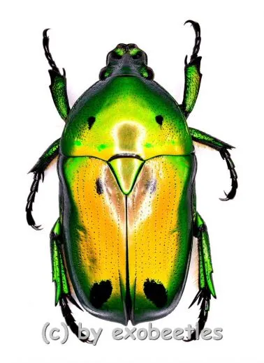 Heterorrhina sexmaculata sexmaculata ( 20 – 29 ) A1-
