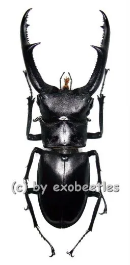 Hexarthrius mandibularis sumatranus ( 85 – 89 ) A1-