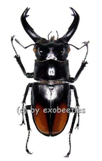 Hexarthrius parryi paradoxus ( 80 – 84 )