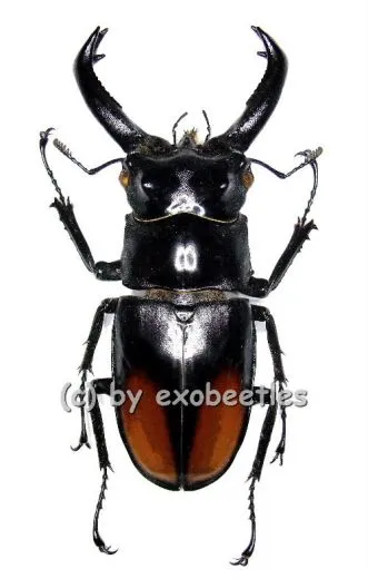 Hexarthrius parryi paradoxus ( 80 – 84 )