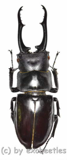 Hexarthrius vitalisi vitalisi ( 60 - 64 )