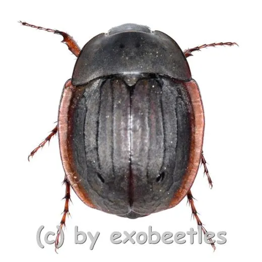 Hexodon unicolor ( 15 - 24 ) A2
