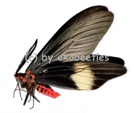 Histia flabellicornis cometaris ( Zygaenidae ) A2