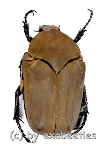 Hologymnetis cinerea ( 15 – 19 ) A2