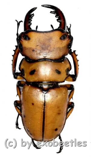 Homoderus mellyi ( 45+ )