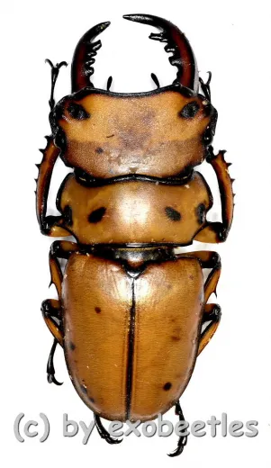 Homoderus mellyi ( 45+ )