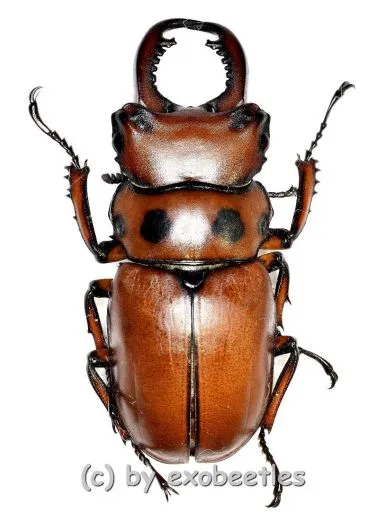 Homoderus mellyi mellyi ( 25 – 29 )