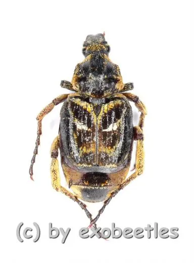 Hopliinae spec. #9 ( 5 – 9 )