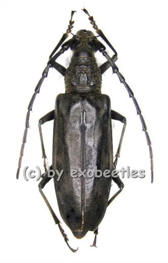 Hoplocerambyx spinicornis ( 35 - 39 )