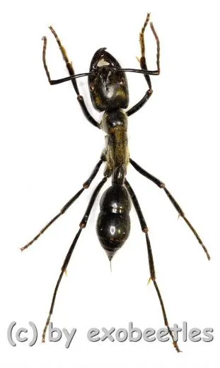 Hormiga gigante ( 25 – 29 )