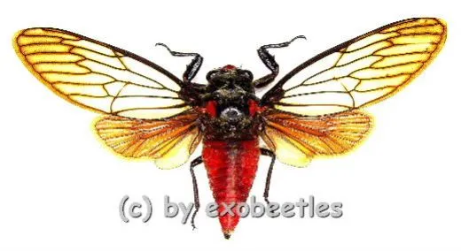 5 x Huechys incarnata ( Spread )