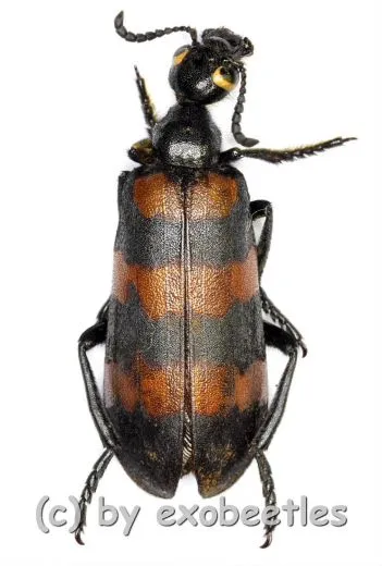 Hycleus marcipoli ( 30 – 34 )