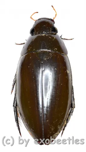 Hydrophilidae spec. #9 ( 35 - 39 )