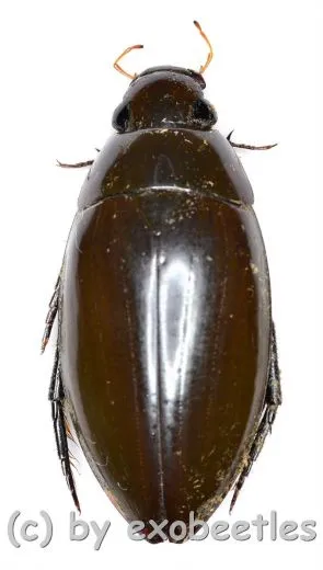 Hydrophilidae spec. #9 ( 25 - 29 )