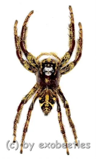 Hyllus giganteus ( biggest Jumping Spider )