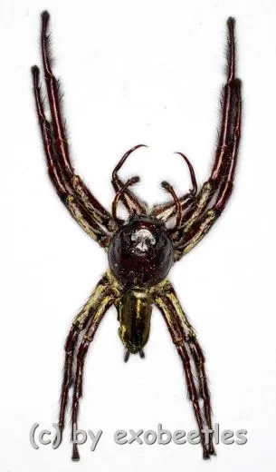 Hyllus giganteus ( biggest Jumping Spider ) A1-