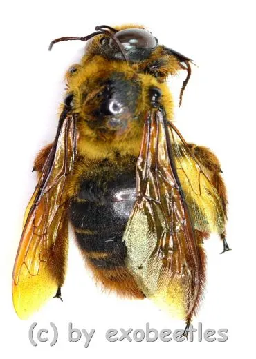 Hymenoptera spec. #13 ( 25 – 34 ) A1/A-