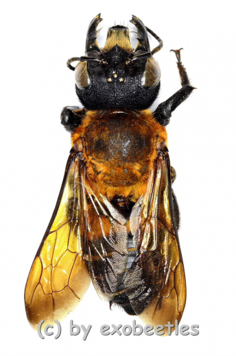 Hymenoptera spec. #16