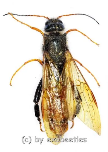 Hymenoptera spec. #17