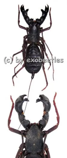 Hypocnotus rangunensis ( Medium )