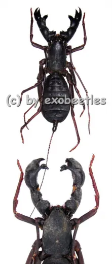 Hypocnotus rangunensis ( Medium )