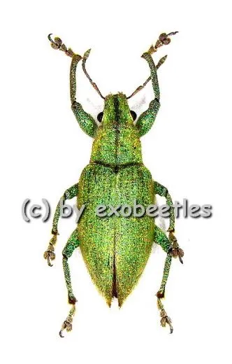 Hypomeces squamosus ( grüne var. )