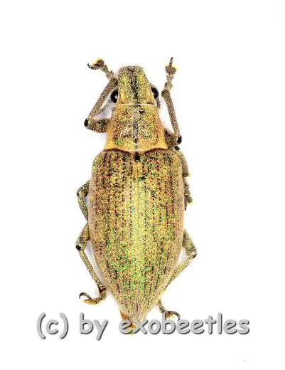 Hypomeces squamosus ( braune var. ) ( 10 – 19 )