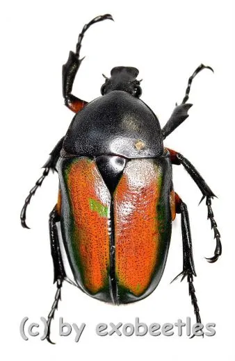 Ingrisma nasuta ( gelb / rötlich ) ( 20 – 29 ) A2