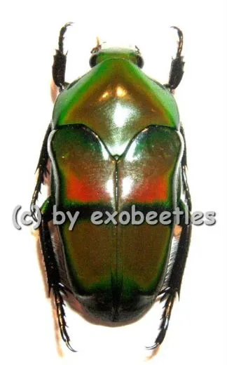 Ischiopsopha bifasciata ( 25 – 29 )